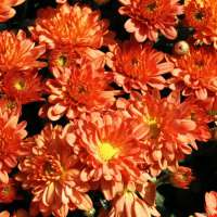 Chrysanthemum'Bronzekrone'