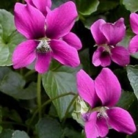 Viola sororia'Rubra'