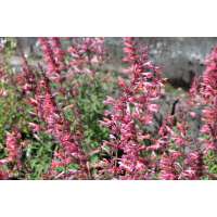 Agastache'Tangerine Dream'