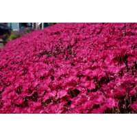 Dianthus'Vivid Bright Light'