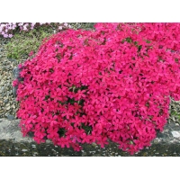 Phlox douglasii'Red Admiral'