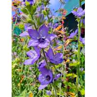 Campanula primulifolia