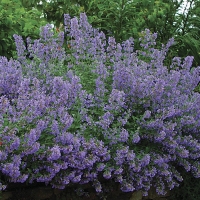 Nepeta'Walker's Low'