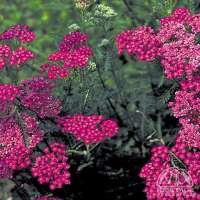 Achillea millefolium'Cerise Queen'