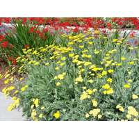 Achillea'Moonshine'