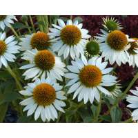 Echinacea purpurea'Purity'