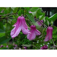 Clematis'Aljonushka' 