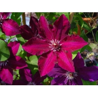 Clematis'Stasik' 