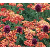 Achillea'Renata'