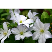 Clematis'Dutch Sky' 