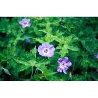 Geranium wallichianum'Buxton's Vareity'