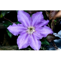 Clematis'Lasurstern' 