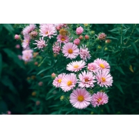 Aster novea-angliae'Harrington's Pink'