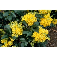 Mahonia aquifolium 