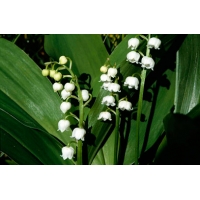 Convallaria majalis