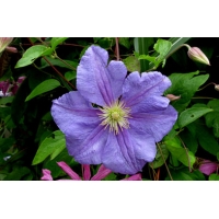 Clematis'Perle d'Azur' 