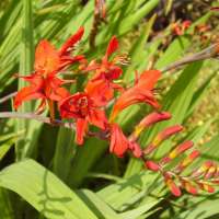 Crocosmia masoniorum