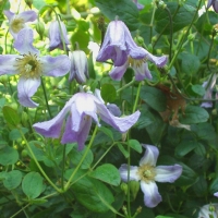 Clematis'Hanna' 