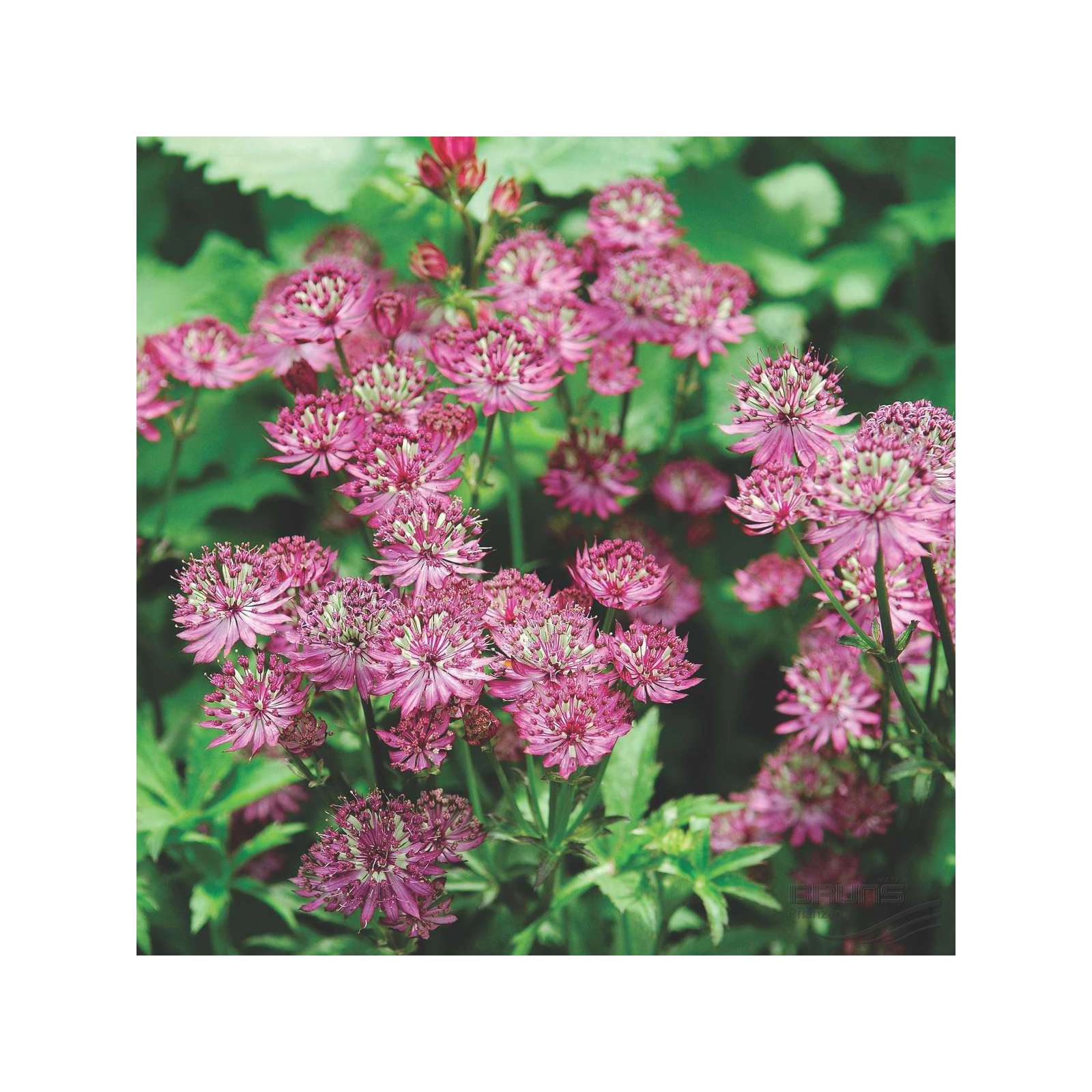 Astrantia Major. 'Rosensinfonie'