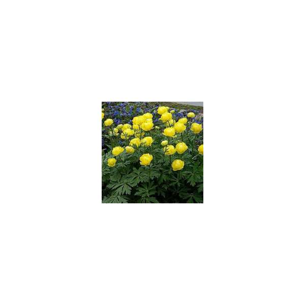 Trollius Europaeus