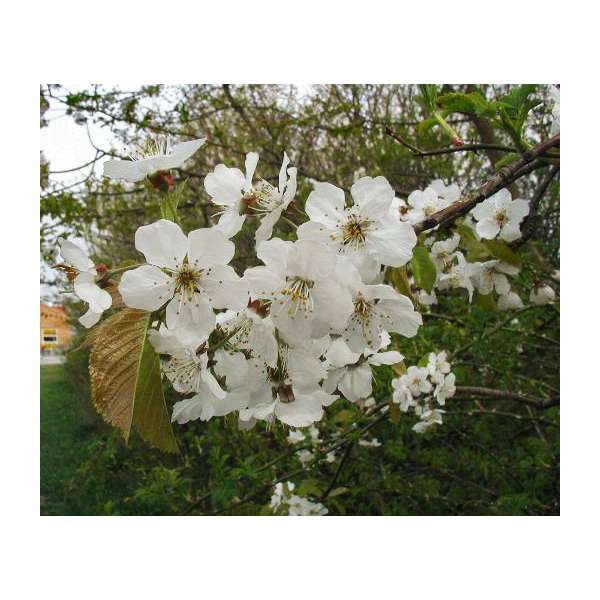 Prunus Avium