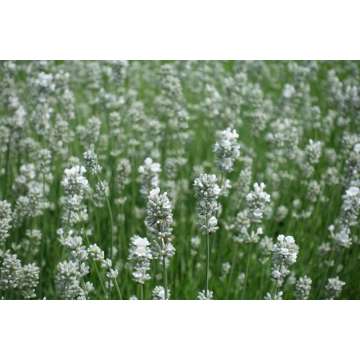 Lavandula angustifolia'Hidcote White'