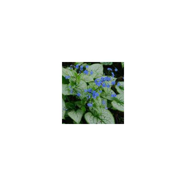 Brunnera macrophylla'Silver Spear'