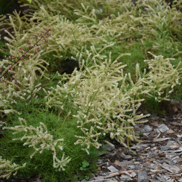 Aruncus'Fairy Hair'