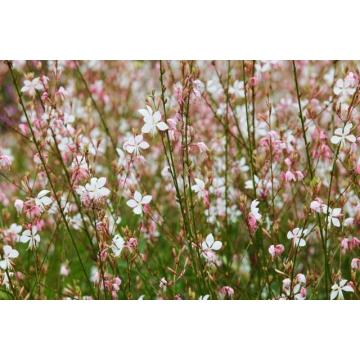 Gaura lindheimeri'Whirling Butterflies'