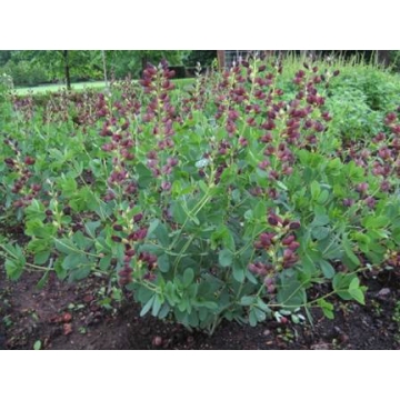 Baptisia'Dark Chocolate'