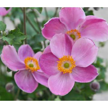 Anemone hupehensis'Pretty Lady Susan'