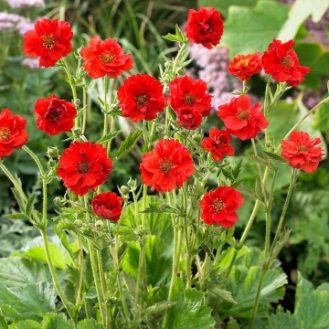 Geum chiloense'Mrs.Bradshaw'