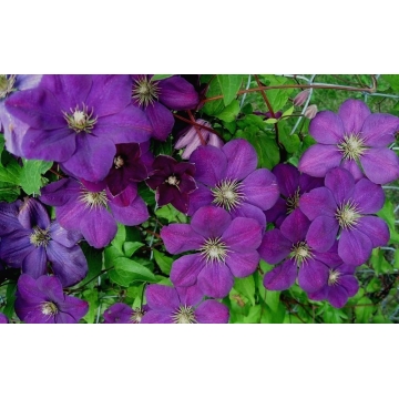 Clematis'Perrin's Pride'