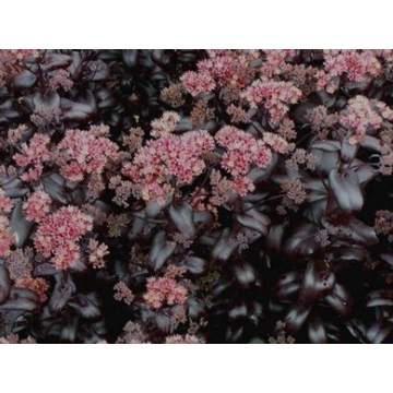 Sedum'Postman's Pride'