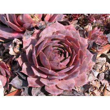 Sempervivum'Feldmaier'