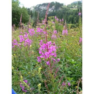 Epilobium angustifolium