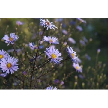 Aster laevis'Calliope'