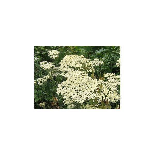 Achillea'Alabaster'