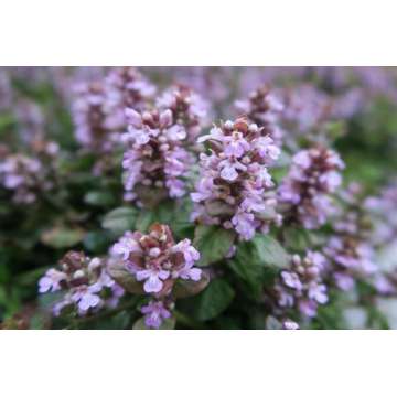 Ajuga reptans'Tottenham'