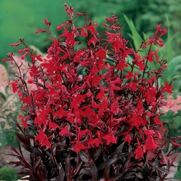 Lobelia speciosa'Russian Princess'