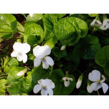 Viola odorata'Alba'