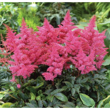 Astilbe arendsii'Rhythm and Blues'