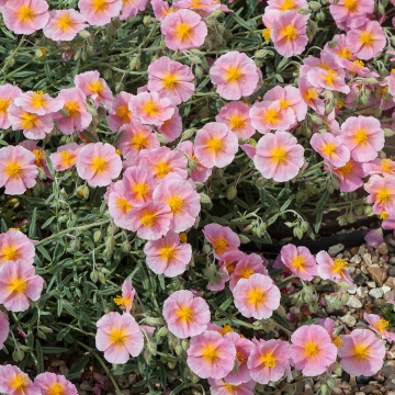 Helianthemum hybride'Rhodanthe Carneum'