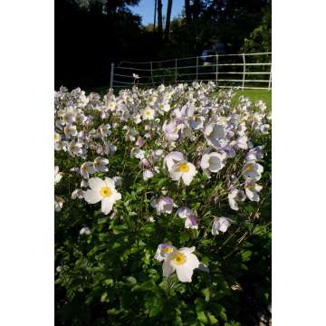 Anemone'Dreaming Swan'