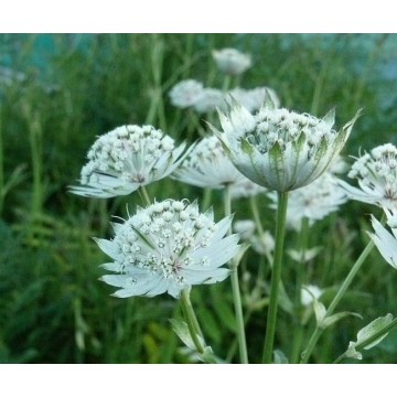 Astrantia major'Snow Star