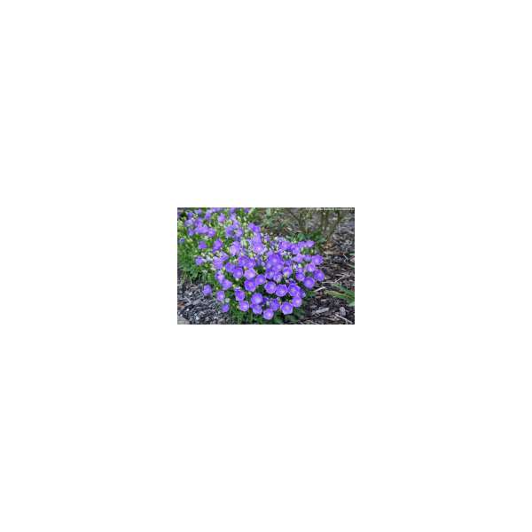 Campanula carpatica'Blaue Clips'