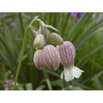 Silene vulgaris