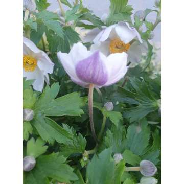 Anemone'Dainty Swan'