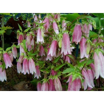 Campanula'Elizabeth'