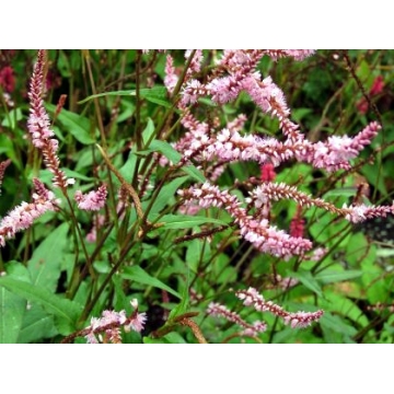 Persicaria amplexicaulis'Pink Elefant'